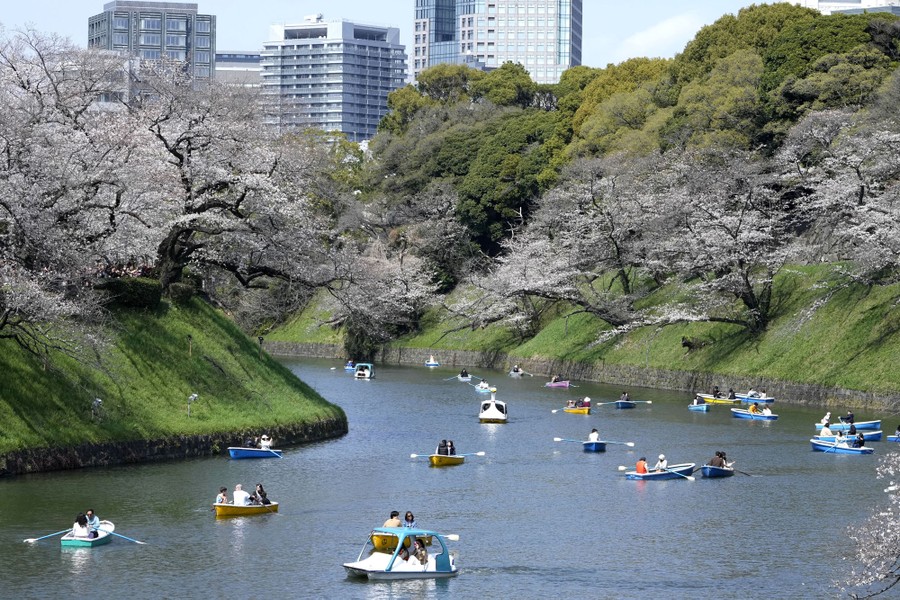 People ride boats near cherry blossoms in a park in Japan.
