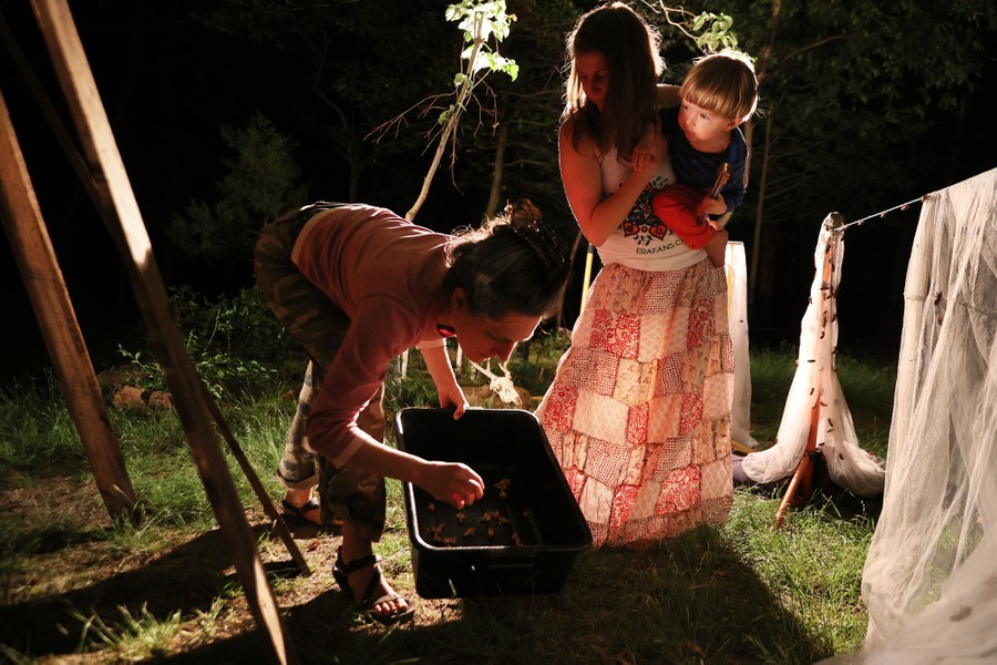 People gather cicadas from the ground at night.