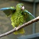 A Puerto Rican parrot fluffs out its feathers and wings.