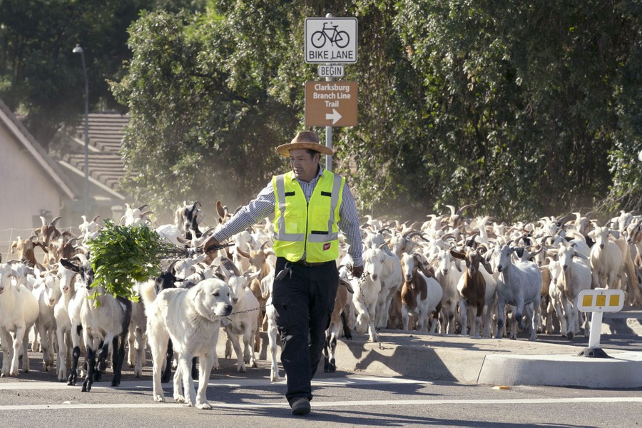 A person and dog lead a large herd of goats down a city road.