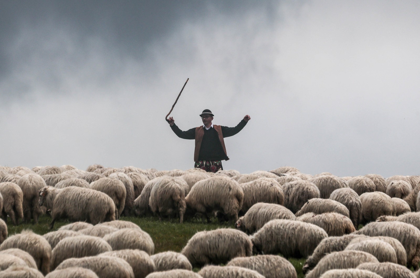 A shepherd raises his arms in front of a herd of sheep.