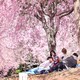 People relax on the ground beneath weeping cherry-blossom trees.