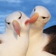 black-browed albatrosses in the Falklands