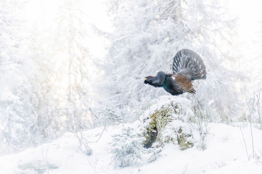 A large grouse stands atop a rock in a snow-covered forest, putting on a display.