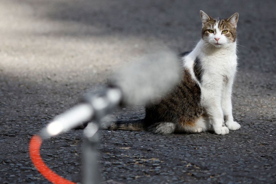 A cat sits on pavement behind a microphone.