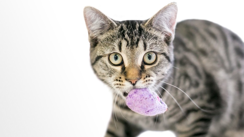 a gray tabby cat stares directly into the camera, holding a fuzzy, squishy purple toy in its mouth