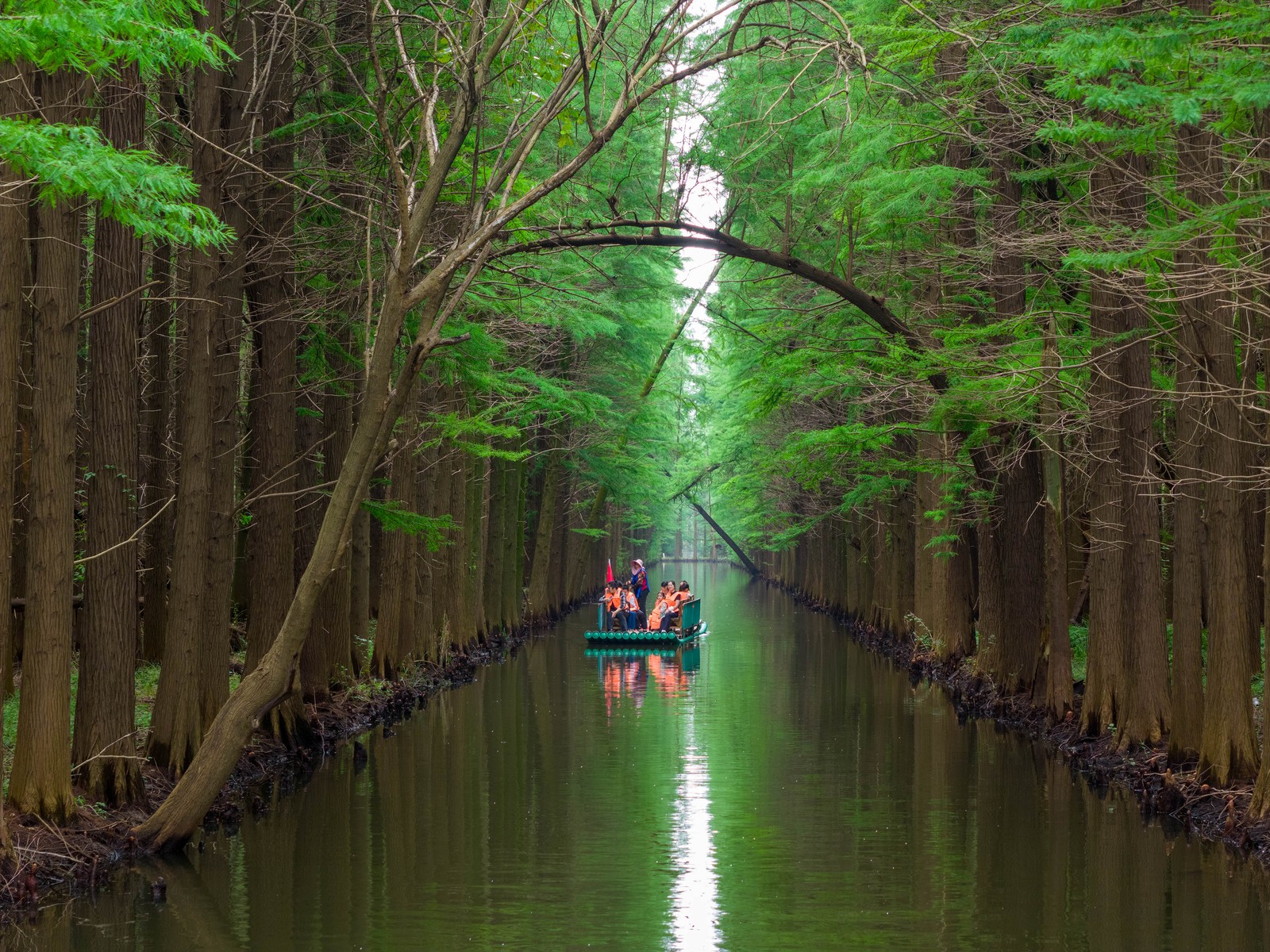 Tourist ride on a raft through a forest with evenly-planted rows of trees.