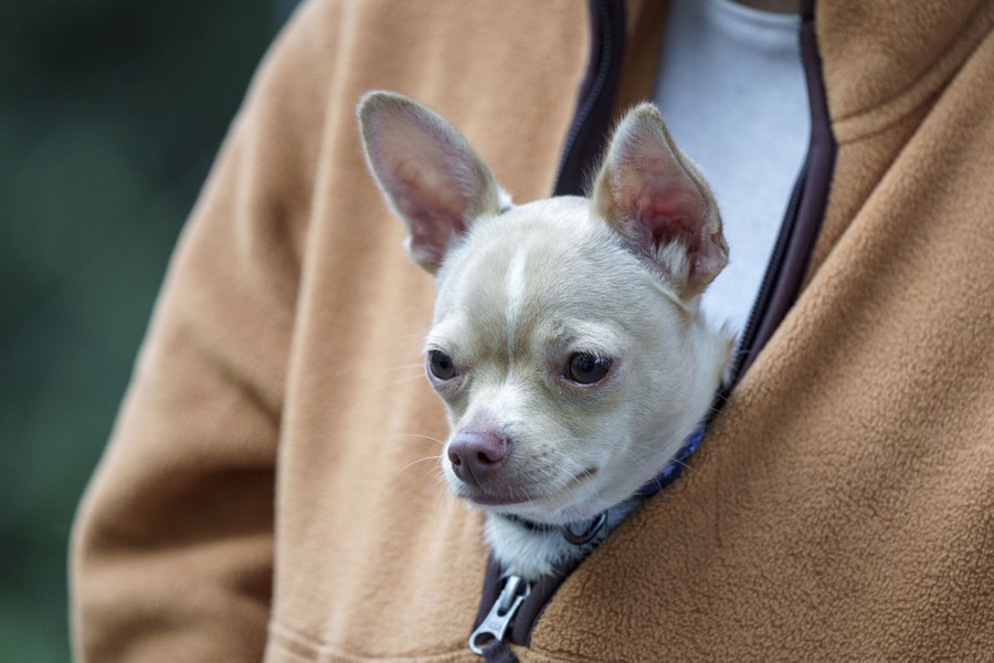 A small dog peeks out of the jacket of its owner.