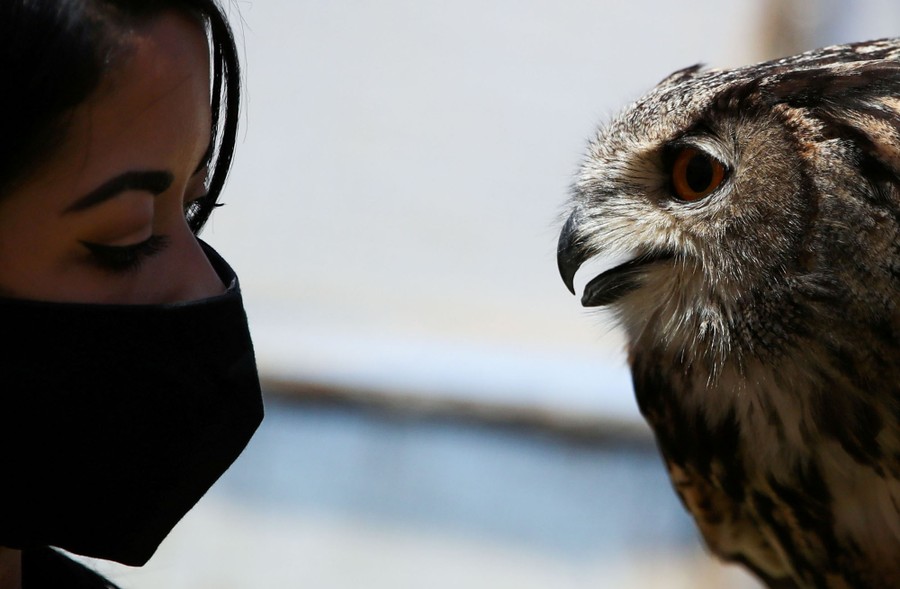 Superb Owl Sunday – Feathered Photography