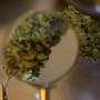 Marijuana plants are examined under a magnifying glass.