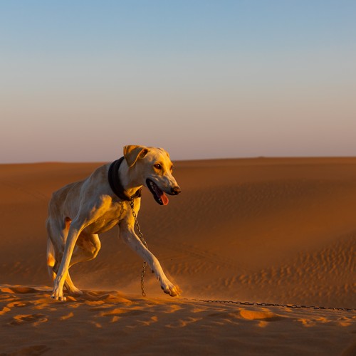 How Dogs On Mars Would Live The Atlantic