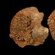 The pelvic bones of a child, decorated with ivory beads and ocher 