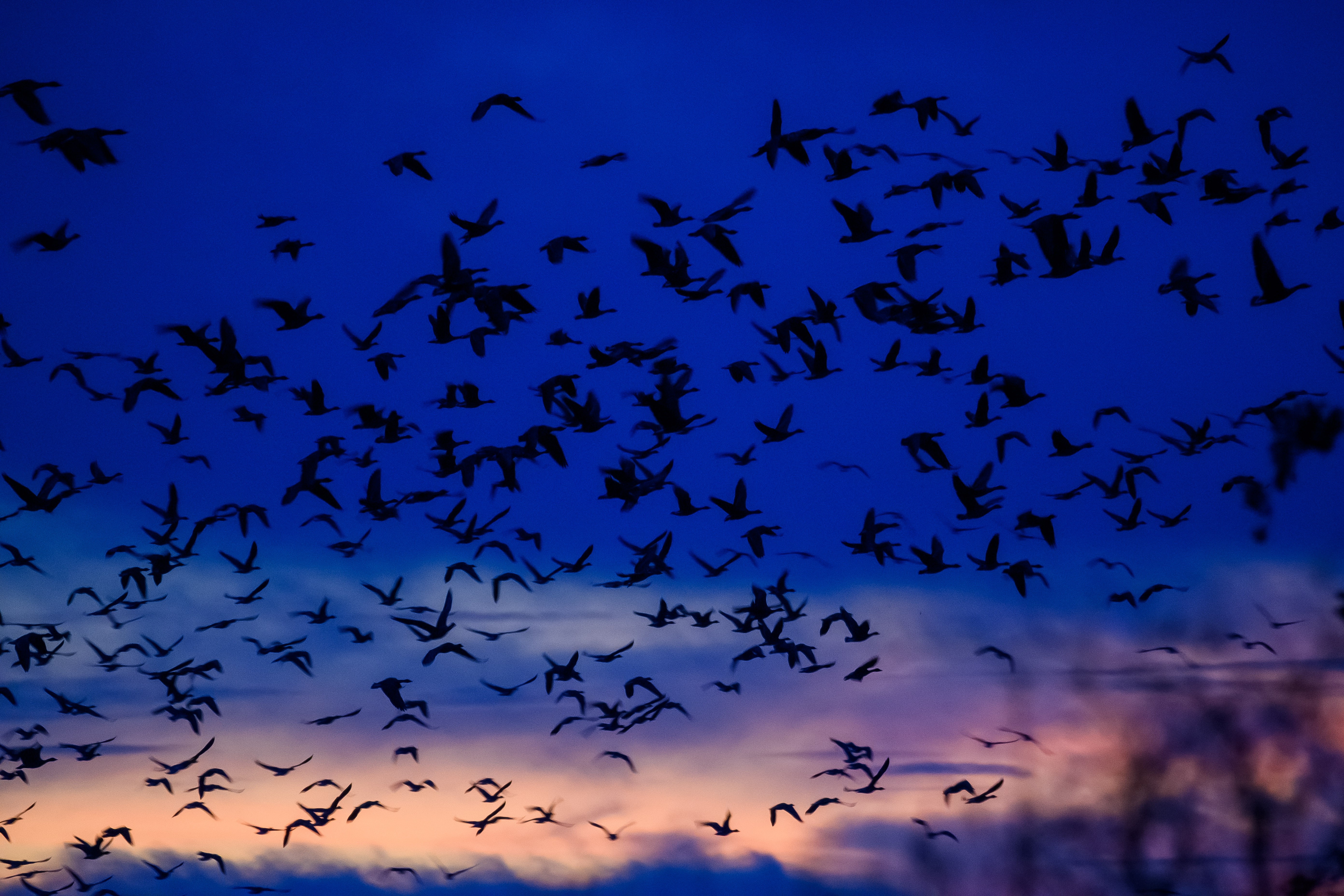 A flock of geese fly in a dark morning sky.