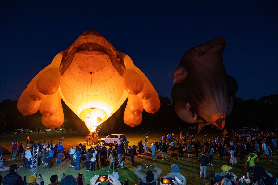 Two large animal-shaped hot-air balloons are inflated above a crowd.