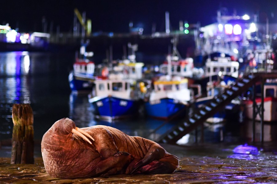 A walrus lies on the ground in front of a small boat harbor at night.