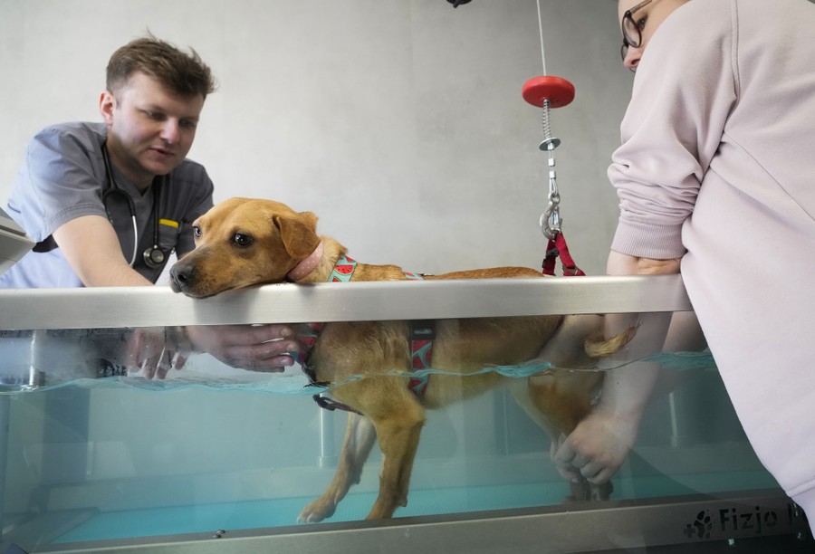 Two people treat an injured dog in a water bath.