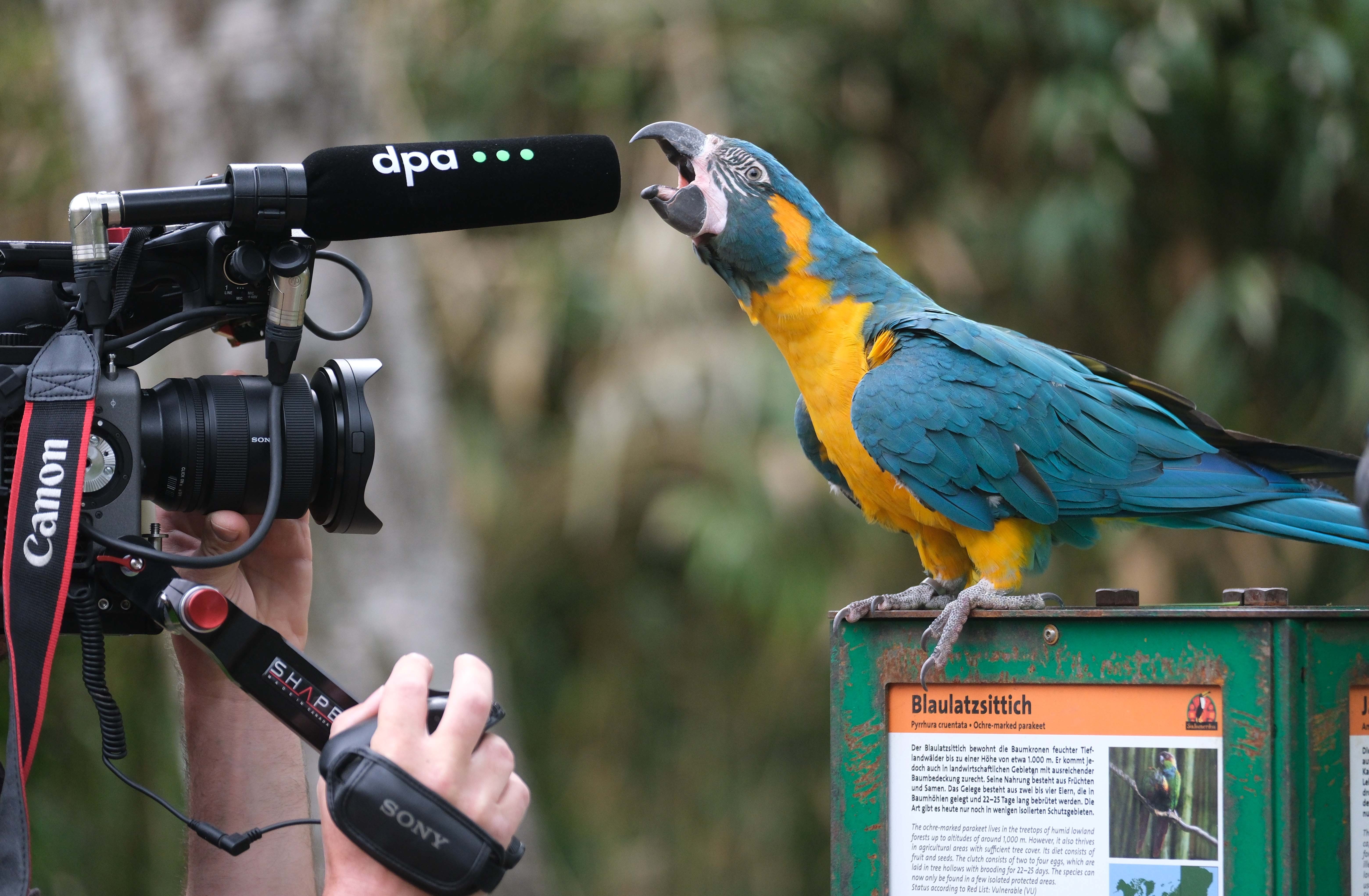A parrot sits in front of a video camera, biting at its microphone.