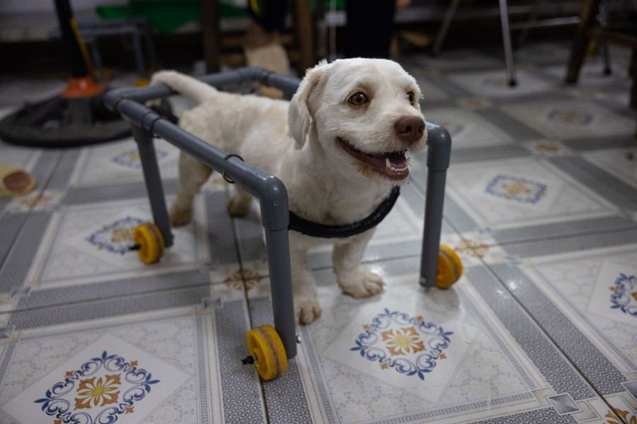 A small dog stands, partly supported by a wheeled apparatus.