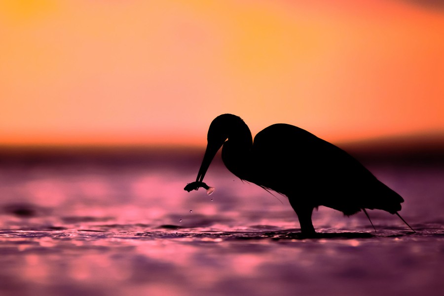 An egret wades in shallow water at sunset, with a small fish in its beak.