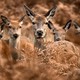 A herd of red deer stand in tall grass, looking toward the photographer.