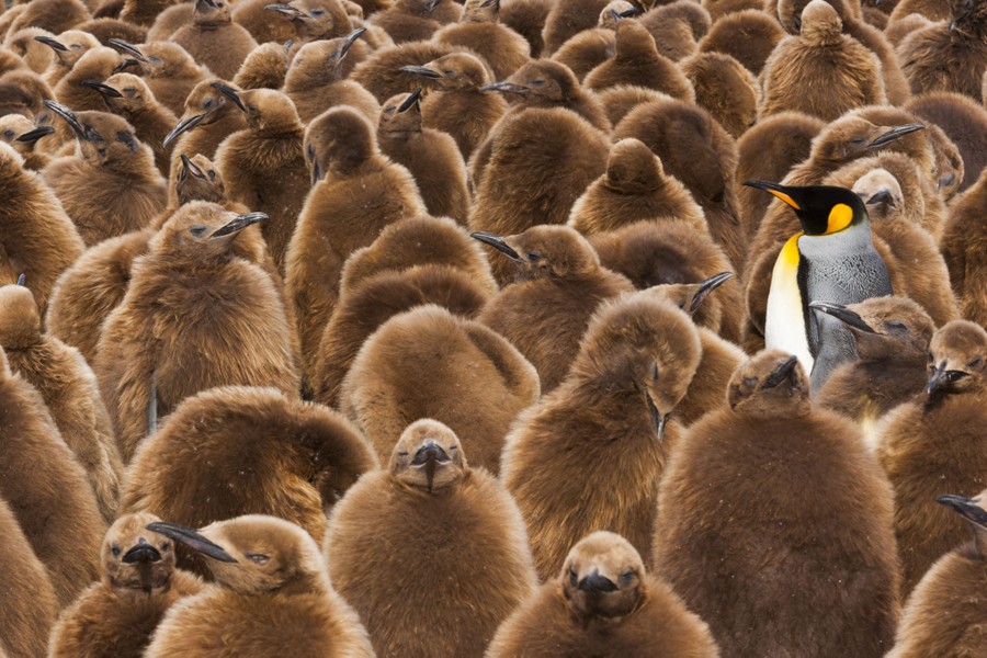 One adult penguin stands in a large crowd of fuzzy penguin chicks.
