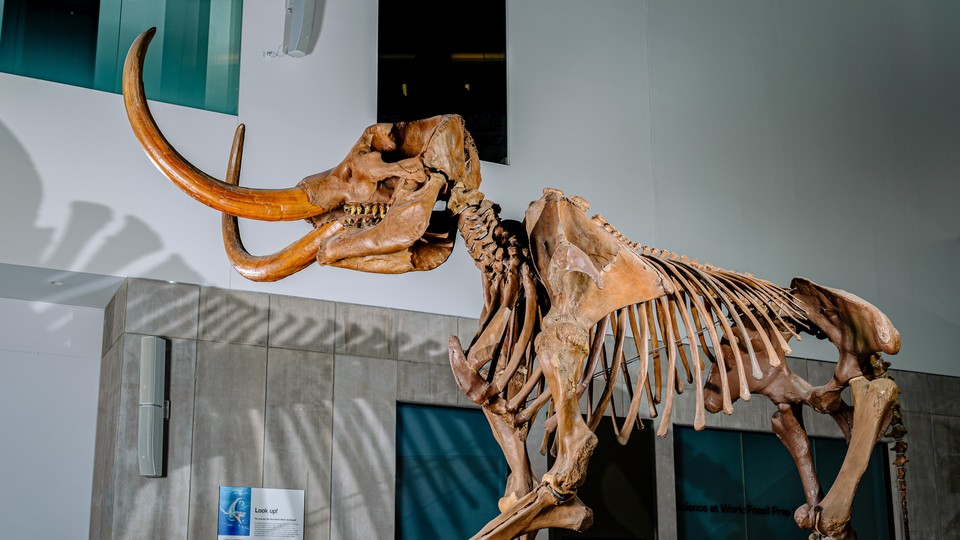 Mastodon at University of Michigan Museum of Natural History