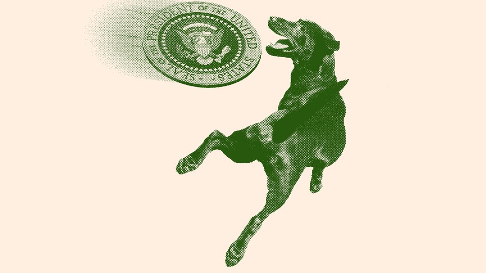 dog playing with toy shaped as the U.S. president symbol