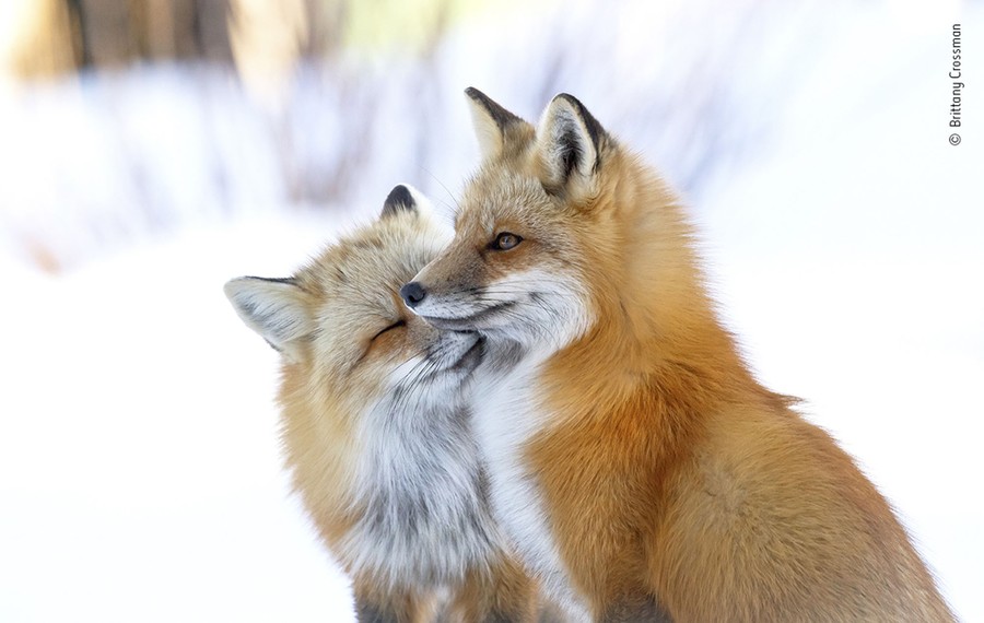 Two foxes sit side by side, nuzzling each other.