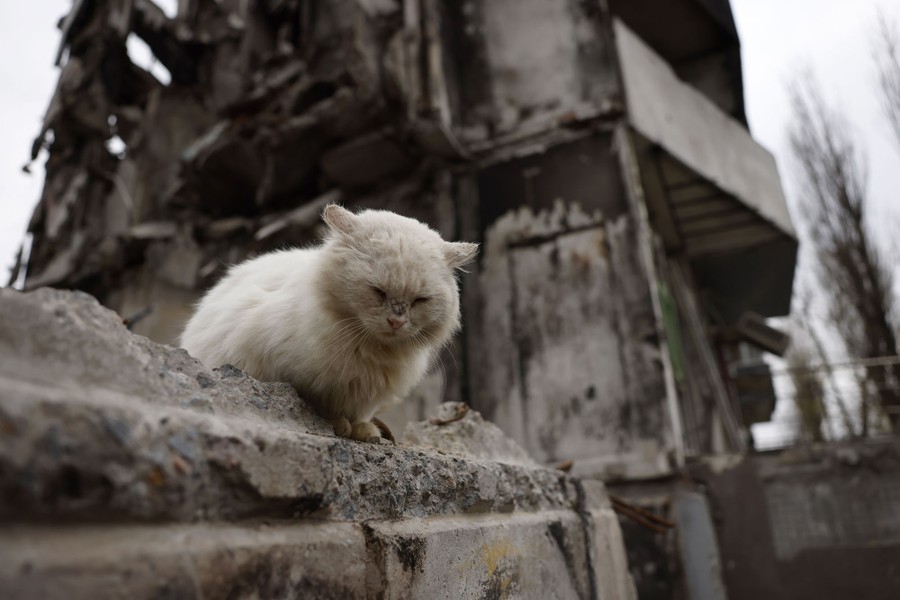A cat sits on a wall next to a destroyed building.
