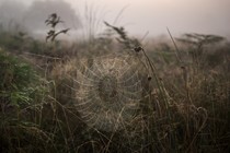 A spider web strung between weeds in a field, without a spider