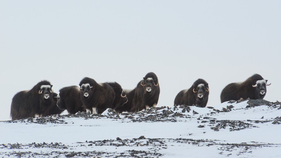 The Arctic's most populous mammal still a puzzle for researchers