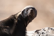 A photo of a honey badger
