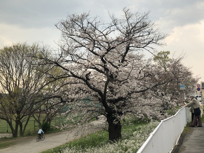 A cherry tree blooms by the side of a dirt path on which someone is cycling