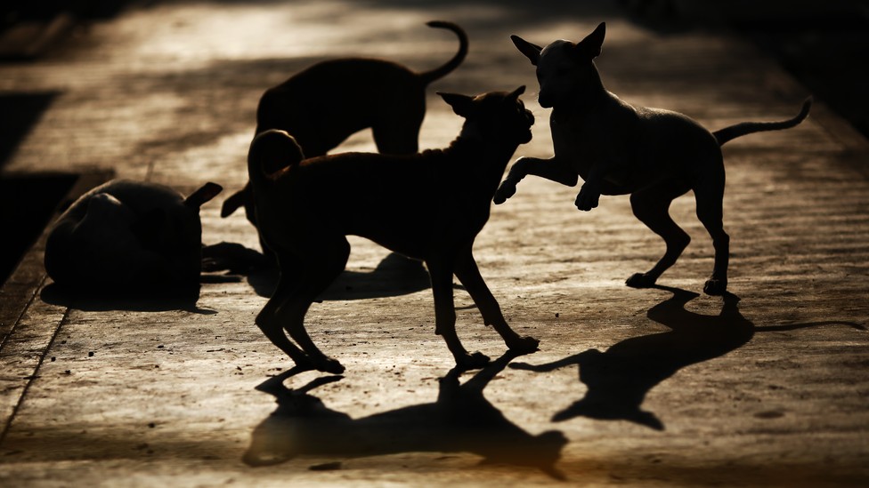 When Police Shoot Dogs The Atlantic