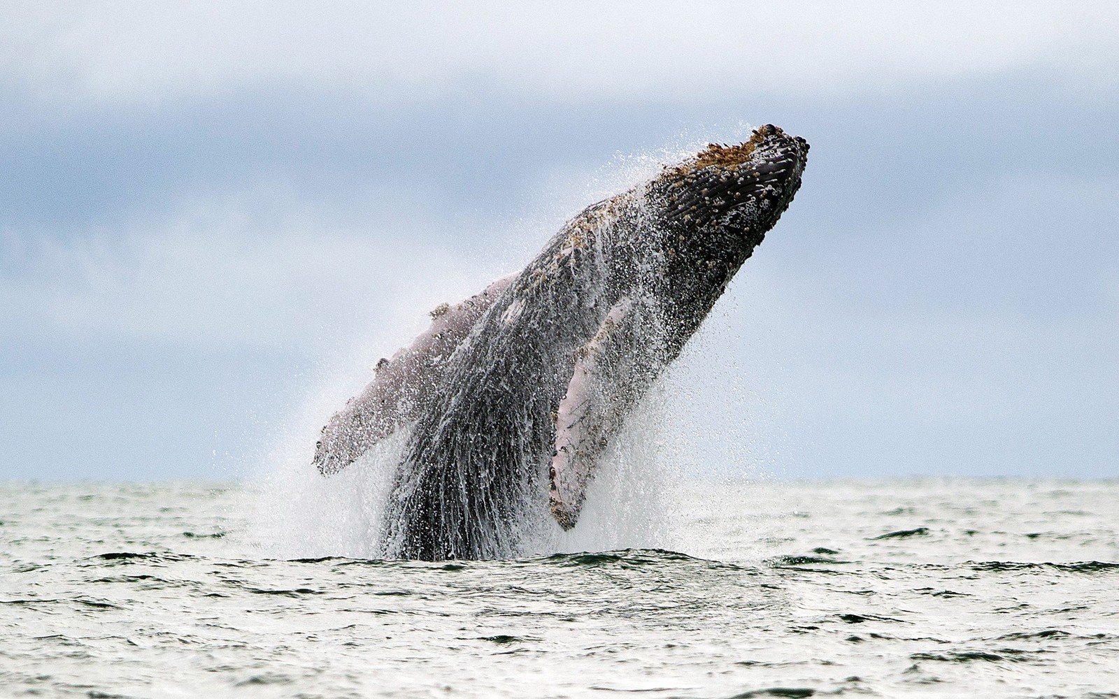 A humpback whale breaches.