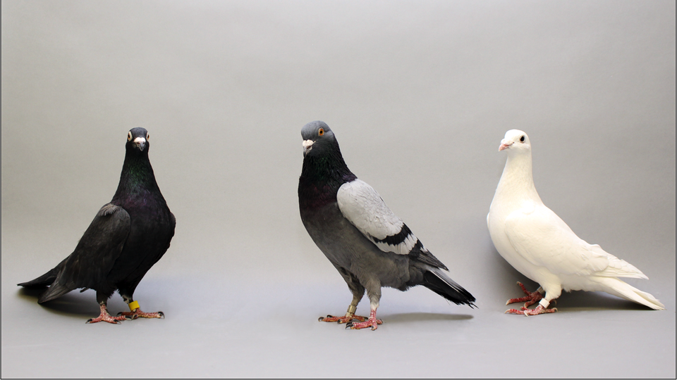 Pigeons