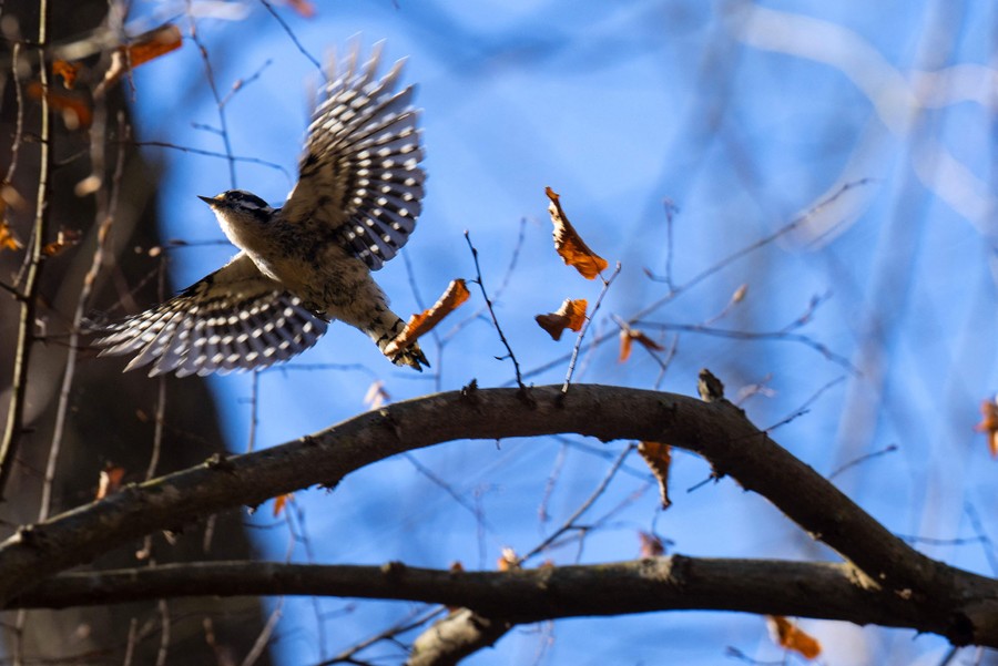 A small woodpecker takes flight from a branch.