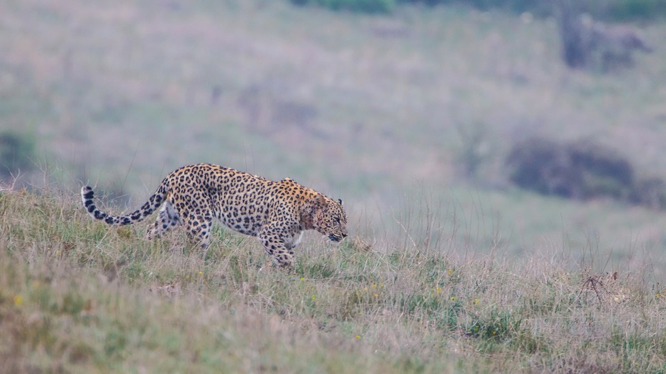 A male Persian leopard patrols its territory in Iran’s Golestan National Park.