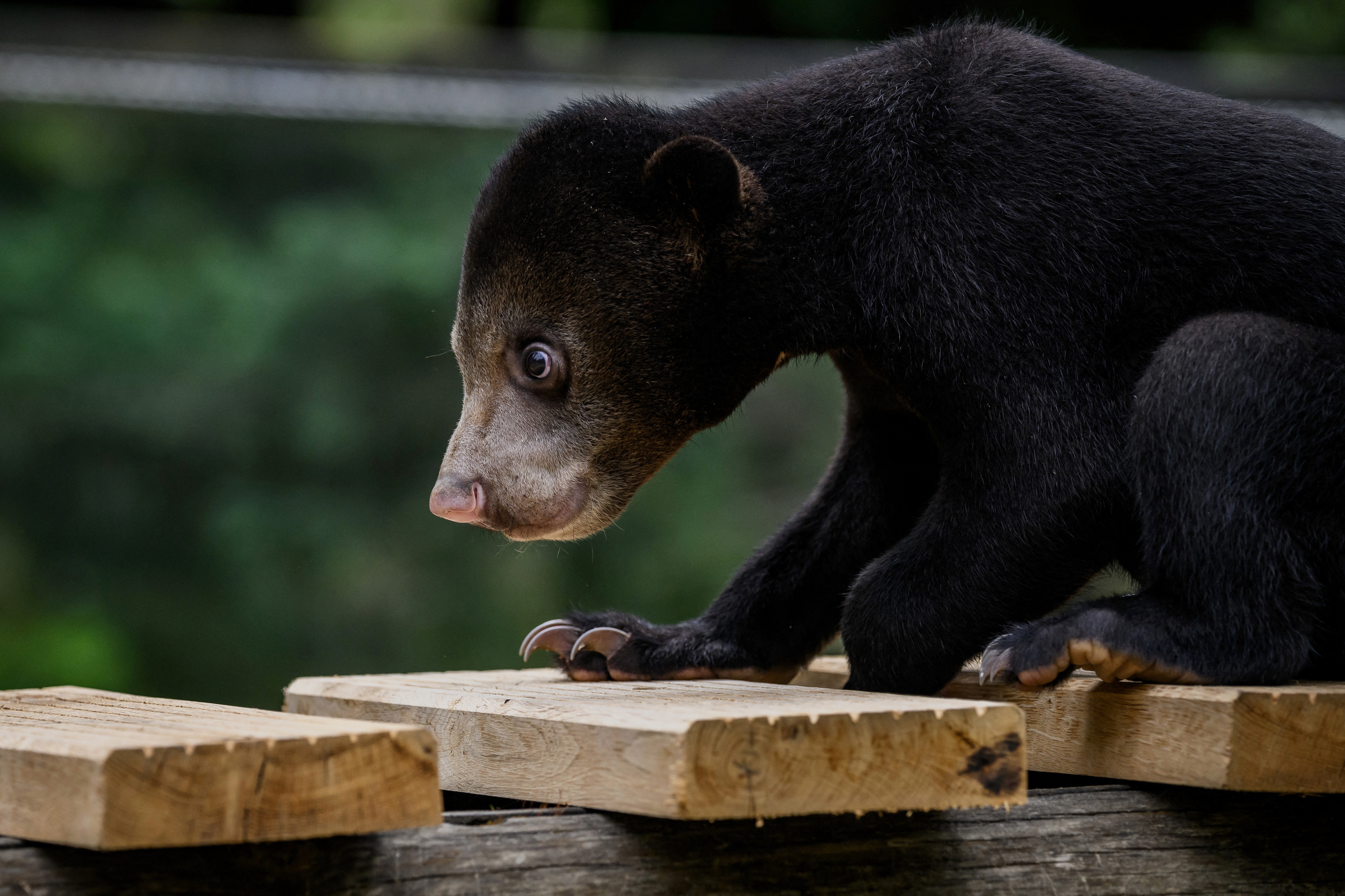 A young bear cub walking on wooden boards in a zoo wall.
