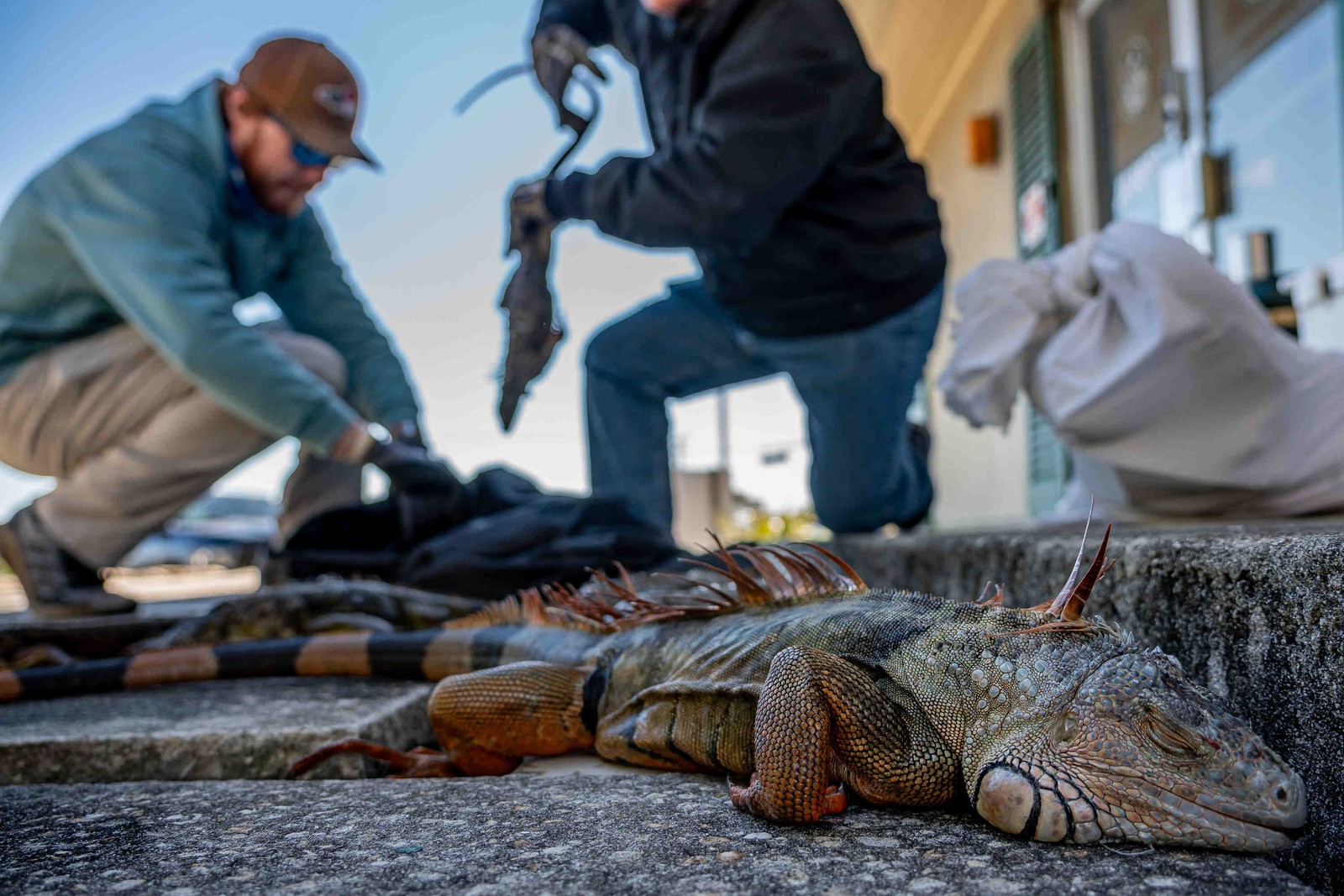 Two workers count stunned iguanas.