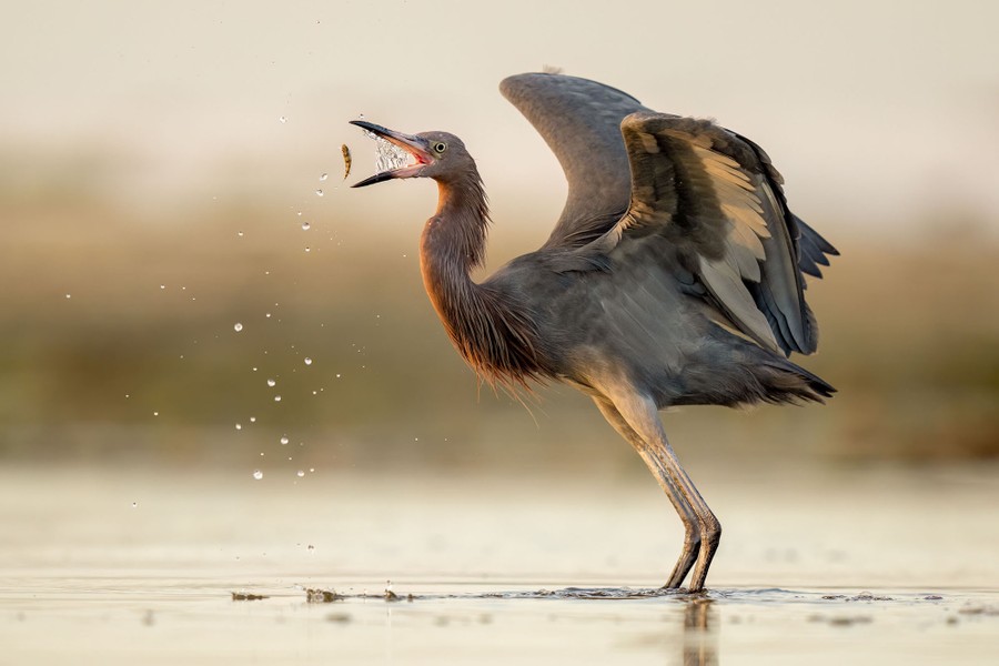 An egret flips a small fish into its beak.