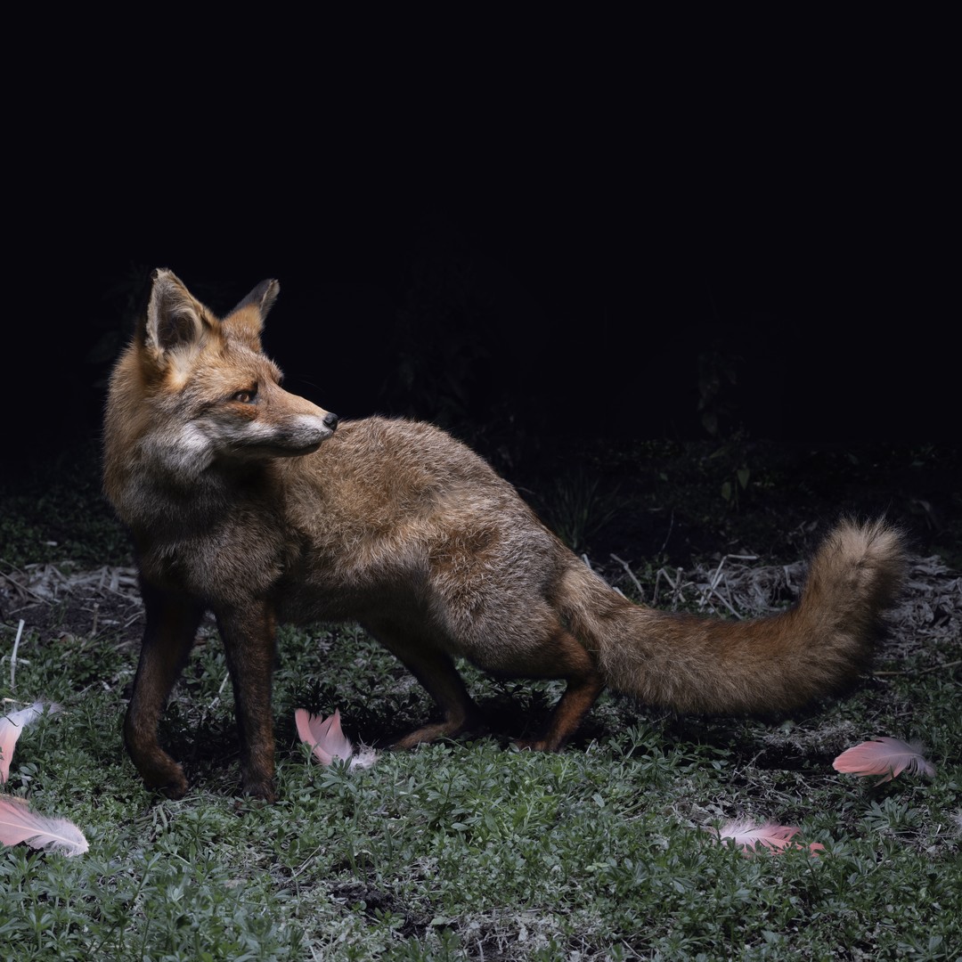 Baby Kit Foxes Hunted by a Coyote