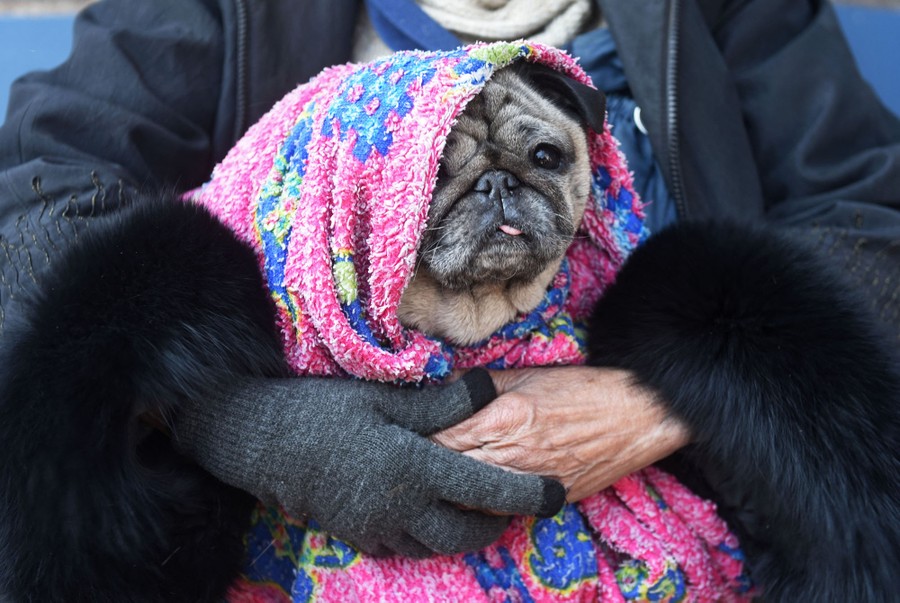 A small dog, wrapped in a blanket, is held on a person's lap.