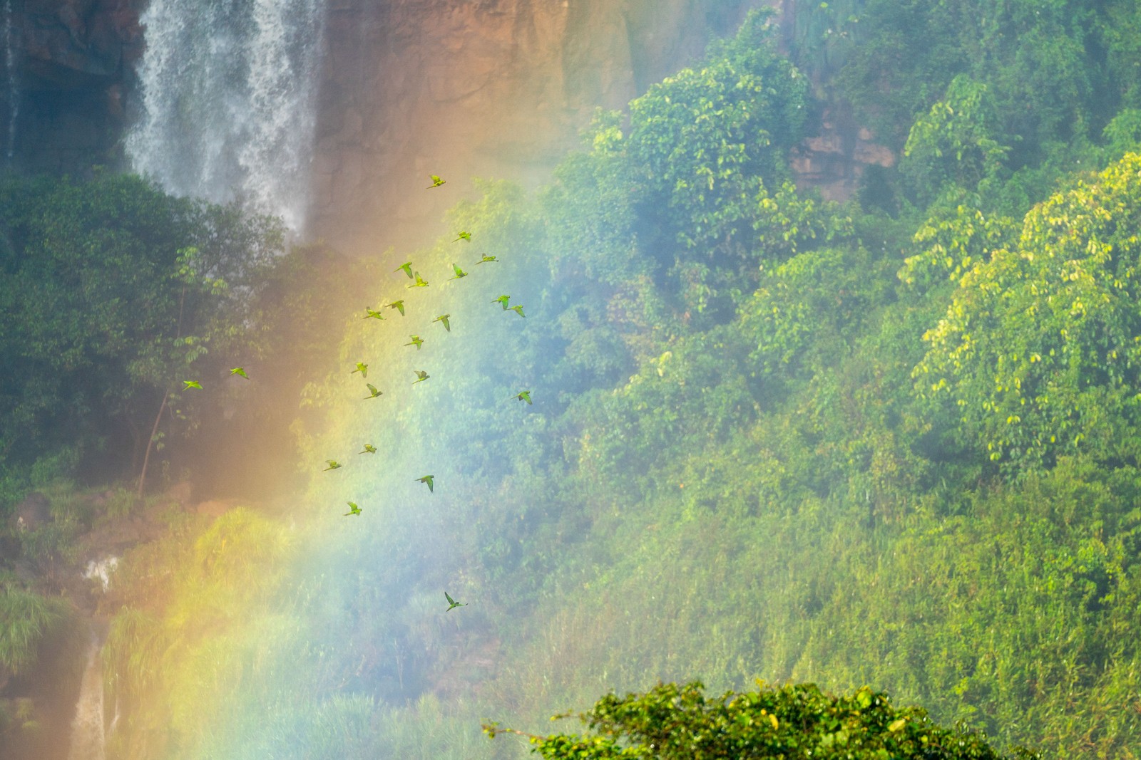 A flock of green parakeets crosses a hazy rainbow that arcs across a lush hillside covered in bright green trees and grass. A large waterfall cascades down cliffs in the upper left of the frame.