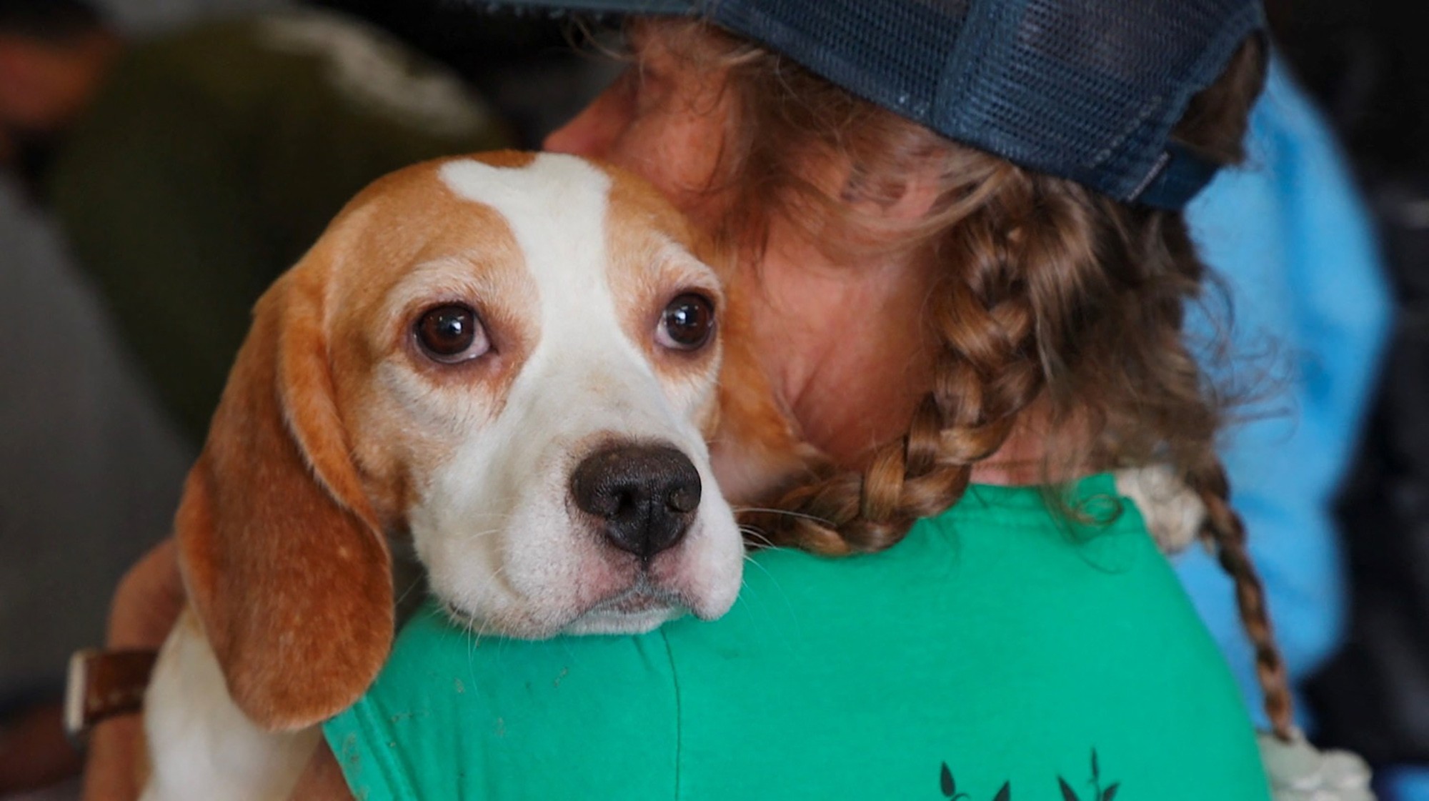 A woman holds a rescued beagle.