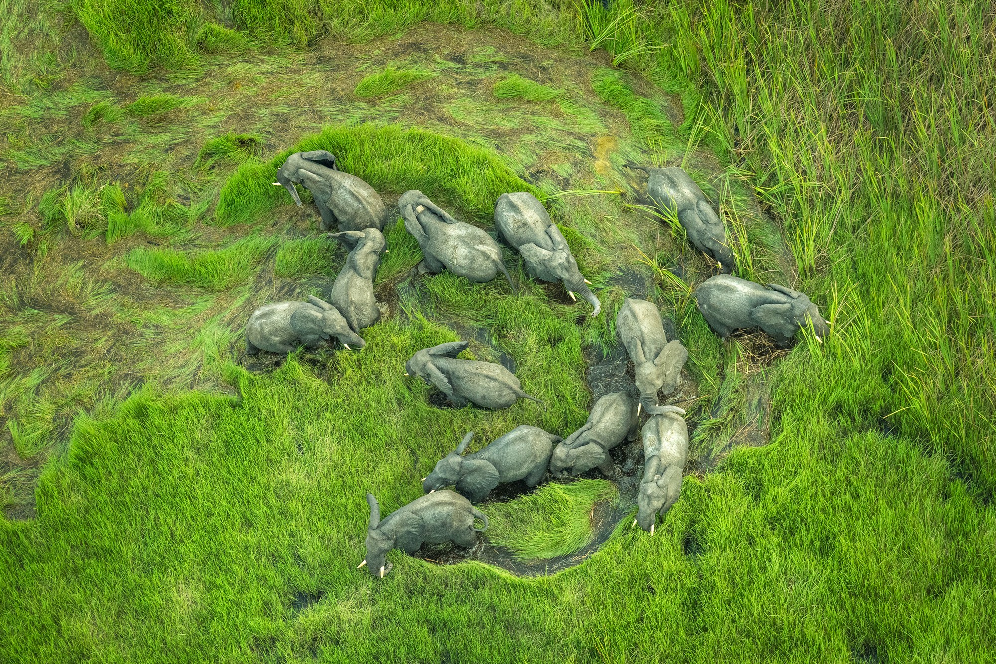 A herd of 13 elephants walks through wetland area, seen from above.