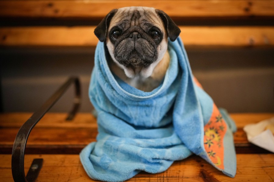 A small dog sits on a bench, wrapped in a blanket.