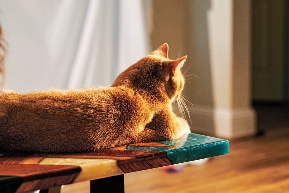 Orange tabby cat lying on edge of table in sunlight
