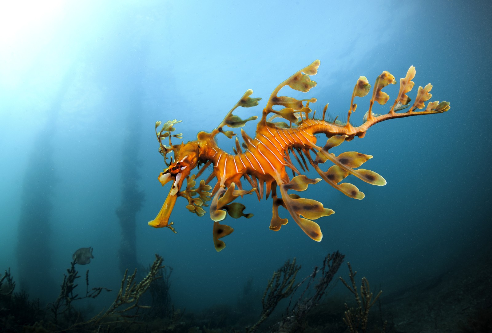 A leafy sea dragon—similar to a seahorse, but covered in leaf-like appendages.