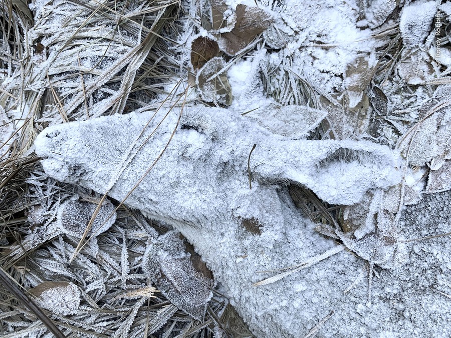 A close view of a dead deer lying on a forest floor, where everything is covered in a thick coating of frost